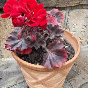 紅葉,ゼラニウムムーンライト トゥンバオ,冬越し,テラコッタ鉢,おうち園芸の画像