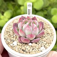 成長記録 相思相愛,エケベリア 相思相愛,神奈川タニラー,多肉男子,バルコニー/ベランダの画像