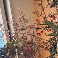 ウメモドキの画像