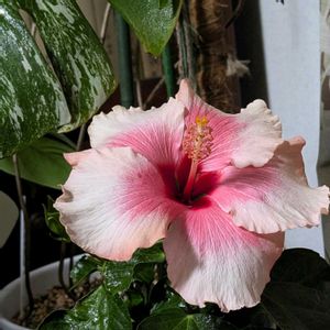 リビング窓辺の画像