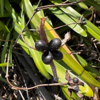 リュウノヒゲの画像