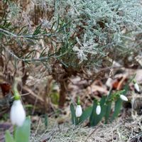 ハーブ,ガーデニング,バレンタイン,グラス女子(*ˊᵕˋ*)੭ ੈ,気まぐれさん´･ᴗ･`の画像