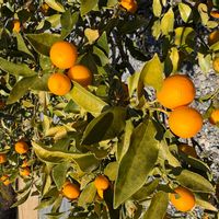 キンカンの画像