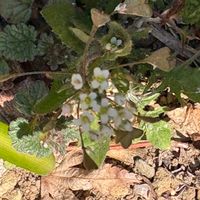 キュウリグサの画像