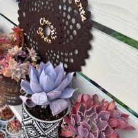 カンテ,チョコジの多肉棚,チョコジのカンテ様,サビサビ雑貨,いいね❤ありがとうの画像