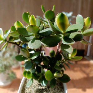 多肉のある暮らし,no 多肉 no life,かねのなるき,おうち園芸,窓辺の画像