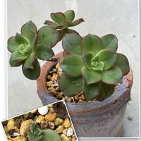 観葉植物,アエオニウム,いつもありがとうございます♡(ᴗ̤ .̮ ᴗ̤ )₎₎の画像