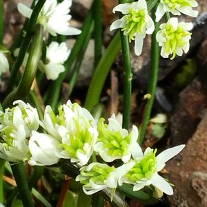 セリバオウレン,セリバオウレン,鉢植え,リビング,花ある日々の画像