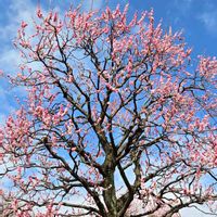 ウメ,ローズゼラニウムの画像