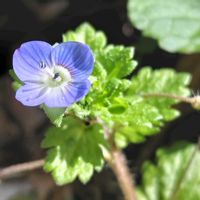 オオイヌノフグリ,オオイヌノフグリ,無農薬,菌ちゃん農法,畑の画像