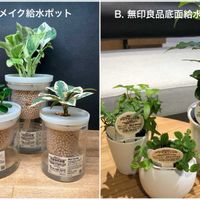 ポトス,ポトス・エンジョイ,パンダガジュマル,斑入りやぶこうじ,ハイドロカルチャーの画像