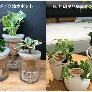 ポトス,ポトス・エンジョイ,パンダガジュマル,斑入りやぶこうじ,ハイドロカルチャーの画像