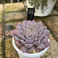 多肉植物,多肉中毒,多肉のある暮らし,多肉女子,木曜モフモフの画像