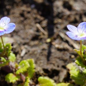 オオイヌノフグリ,星の瞳,雑草,青い花,青空の画像
