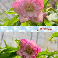 キルタンサス,クリスマスローズ,クリスマスローズ,ハツユキカズラ,梅(うめ)の画像