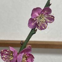 ウメ,盆栽,ミニ盆栽,バルコニー/ベランダの画像