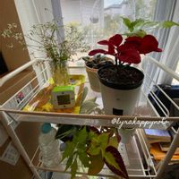 シンゴニウム,三ッ星品質の画像