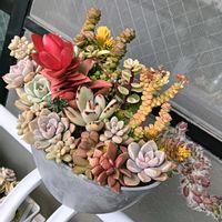 多肉植物,普及種,多肉寄せ植え,多肉紅葉,多肉女子の画像