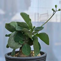 塊根植物,オトンナ属,珍奇植物,冬越し,植物大好きの画像