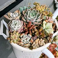 多肉植物,普及種,多肉寄せ植え,多肉紅葉,多肉女子の画像