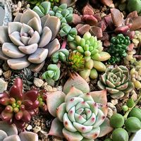 碧魚連,多肉植物,普及種,多肉寄せ植え,多肉紅葉の画像