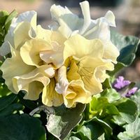 キンギョソウ,パンジー,ビオラ,ビオラ・レインボーウェーブマーメイド,パンジー メープルコットンの画像