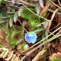 オオイヌノフグリ,ムクゲ,自然美,ありがとうおめでとう,可能性は無限大の画像