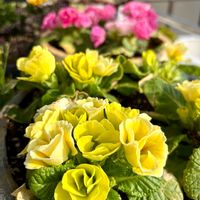 バラ咲きジュリアン,フェリシア,ありがとう♡,繋がりに感謝✨,よい 1日をの画像