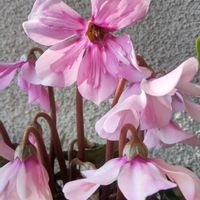 チューリップ,ネモフィラ,リナリア,シクラメンペチコートの画像