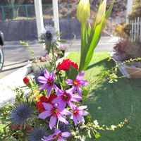 チューリップ,ユキヤナギ,かわいい花,日向ぼっこ,切り花を楽しむの画像