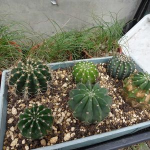 エキノプシス交配種,　エキノプシス属,多肉植物,観葉植物,100均の画像
