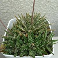 アロエ ペペ,デインティティ,アロエ デインティティ (ペペ),アロエ　ペペ,多肉植物の画像