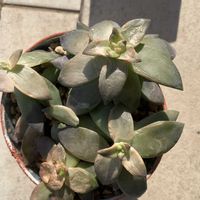 銘月,多肉植物,多肉植物寄せ植え,多肉植物のある暮らし,銘月(めいげつ)の画像