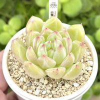 エケベリア 白雪,成長記録 白雪,神奈川タニラー,多肉男子,バルコニー/ベランダの画像