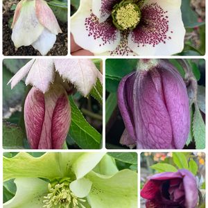 クリスマスローズ,コウモリラン,沈丁花,キュンキュン乙女倶楽部,キュンキュン乙女倶楽部No.192の画像