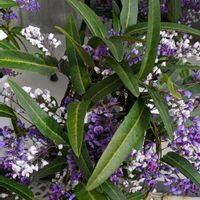 アンスリウム,デンドロビウム,ハーデンベルギア,ハーデンベルギア,プリムラの画像