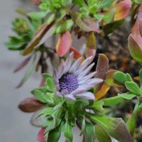 エリカ,オキザリス,ビカクシダ,オステオスペルマム,エリカセシリフローラの画像