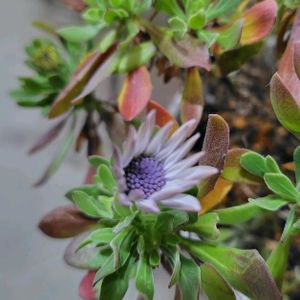 エリカ,オキザリス,ビカクシダ,オステオスペルマム,エリカセシリフローラの画像