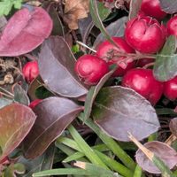 シロタエギク,チェッカーベリー,オステオスペルマム,区役所前での画像