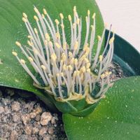 マッソニア・ロンギペス,マッソニア・ロンギペス,珍奇植物,マッソニア属の画像