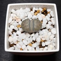 リトープスの画像