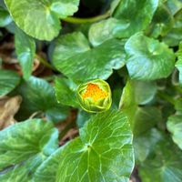 リュウキンカの画像