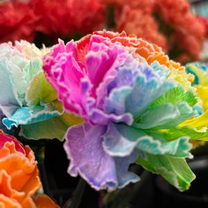 カーネーション,カーネーション,ガーベラ,バラ,富山支部の画像