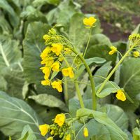 小松菜,バレンタイン,２０２０年５月同期,能登半島の復興を願います,家庭菜園の画像