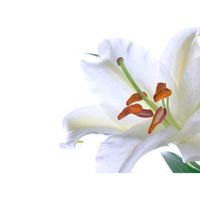 カサブランカ,キッチンの画像