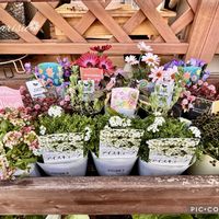 アリッサム,クローバー,ローダンセマム,オステオスペルマム,ロータス クレティクスの画像