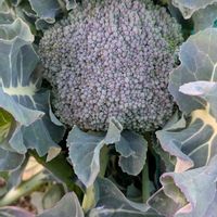 ブロッコリーの画像