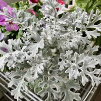 寄せ植え,成長記録,ベランダの画像