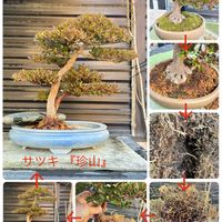 盆栽,植え替え,サツキ盆栽の画像
