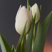 チューリップ,チューリップ ポップコーン,水耕栽培,チューリップの水耕栽培,富山支部の画像